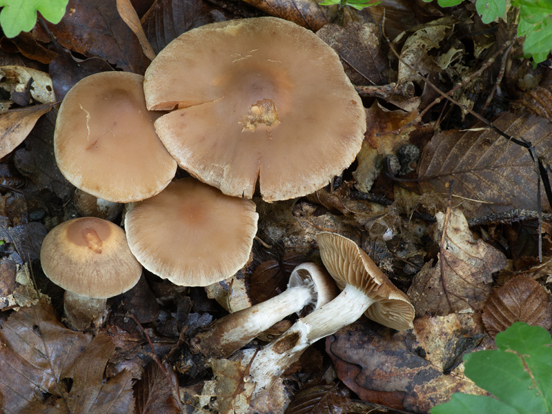 Cortinarius rubricosus